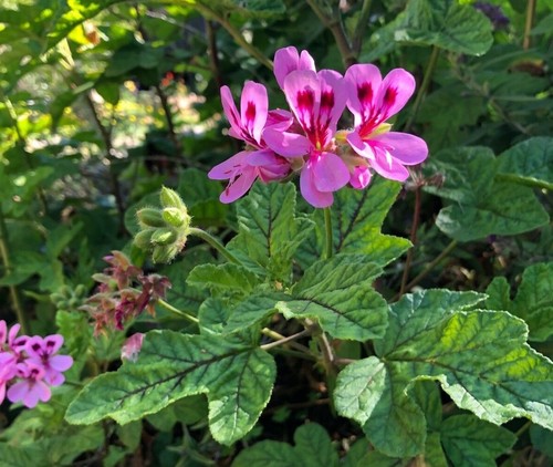 Lavender pink pepper scented - pink,